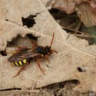 Nomada lathburiana