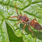 Nomada panzeri