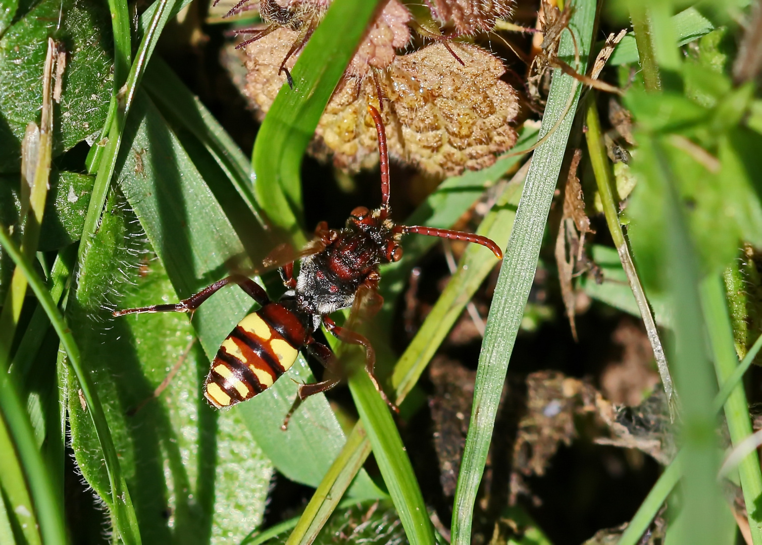 Nomada panzeri