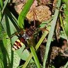 Nomada panzeri