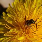 Nomada ruficornis-Männchen