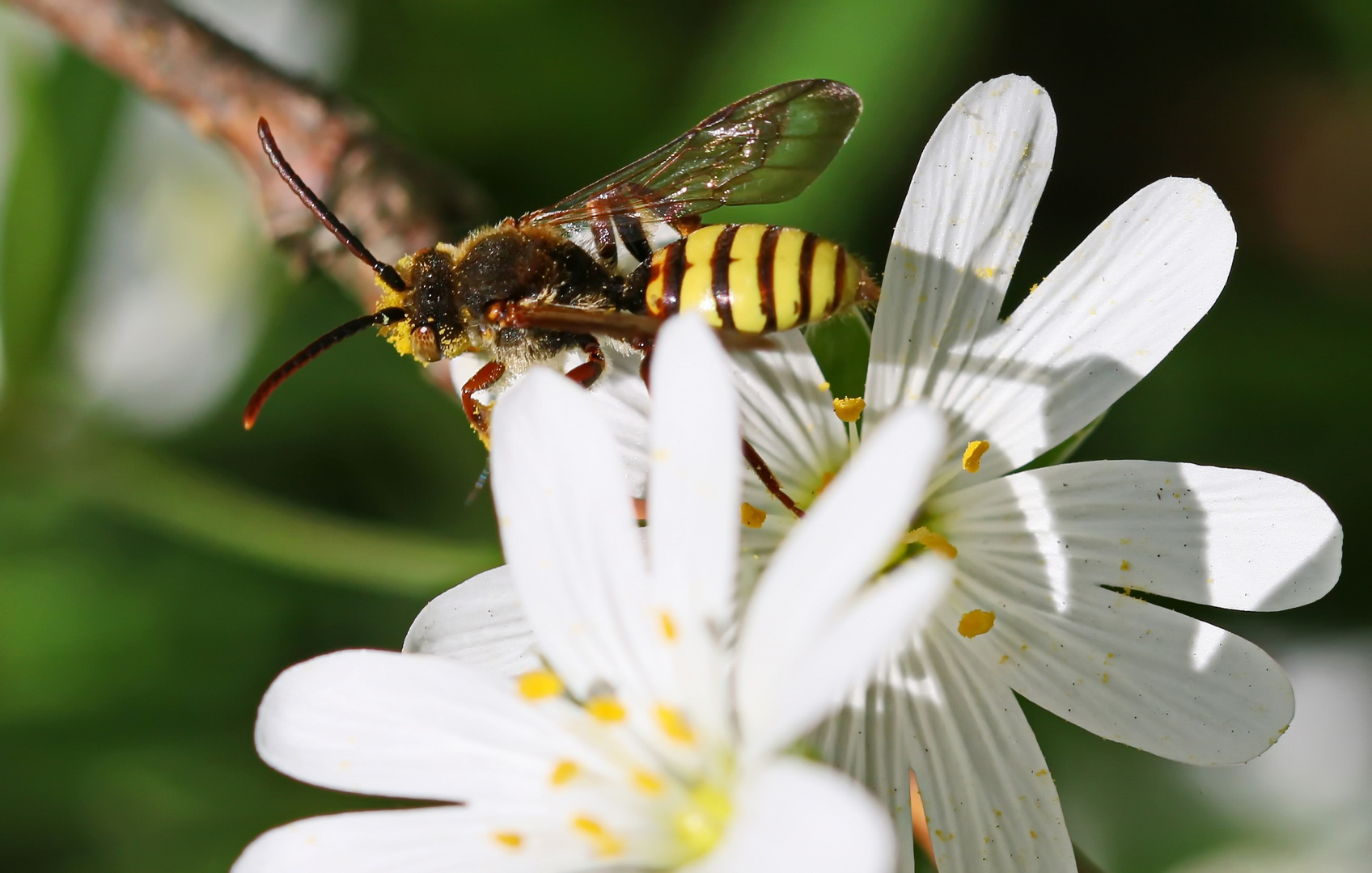 Nomada ruficornis_m