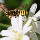 Nomada ruficornis_m