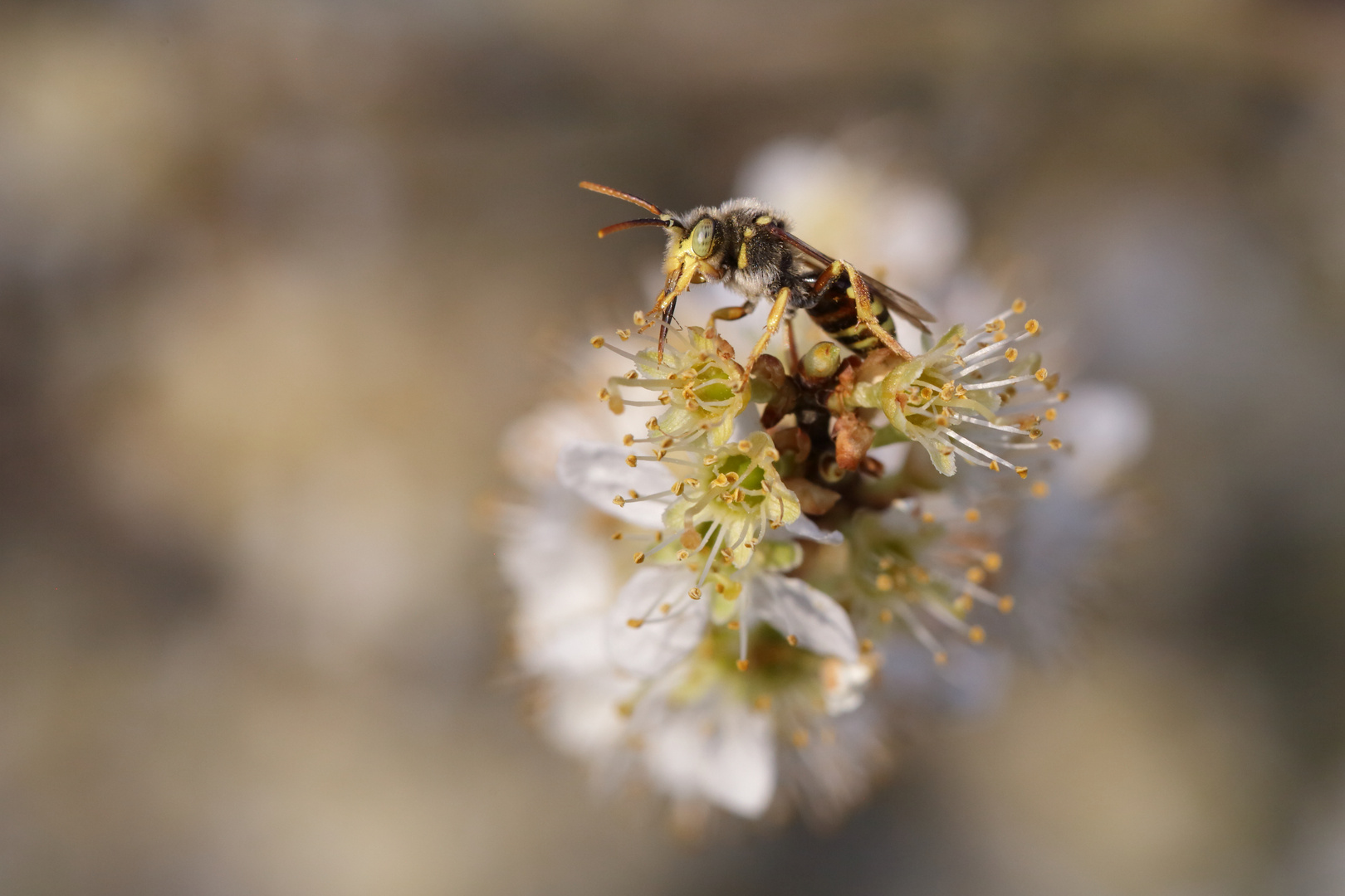 Nomada spec.