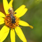 Nomada succincta