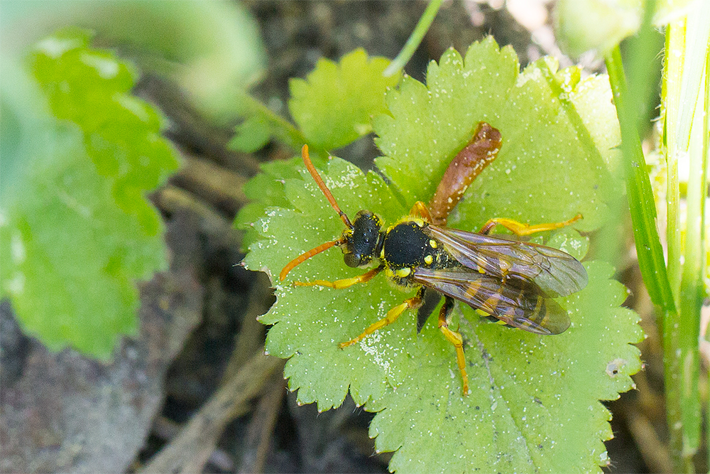 Nomada succincta 