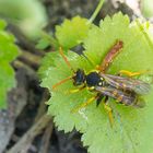 Nomada succincta 