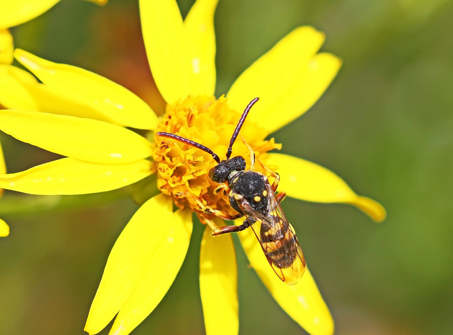 Nomada succincta Nr.1