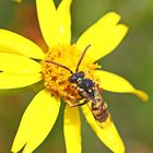 Nomada succincta Nr.1