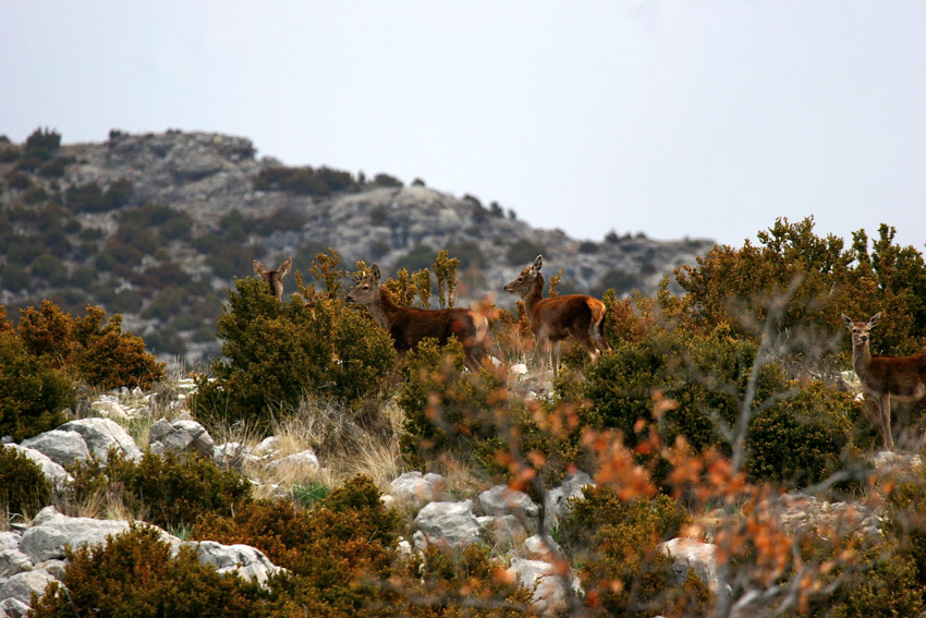 Nómadas del monte