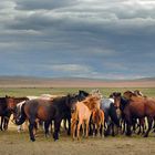 Nomads livestock breeding