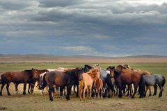 Nomads livestock breeding