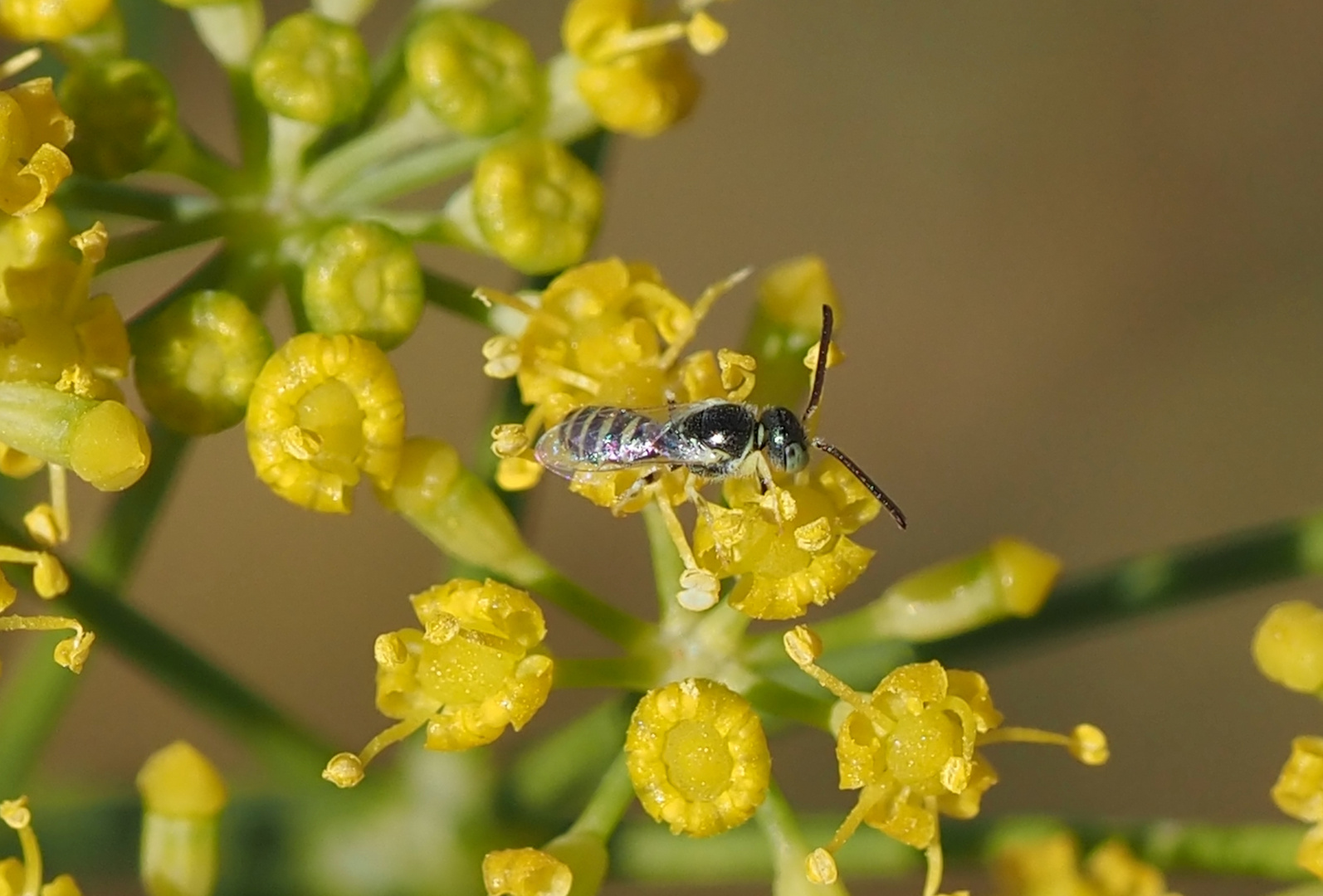 Nomioides minutissimus m