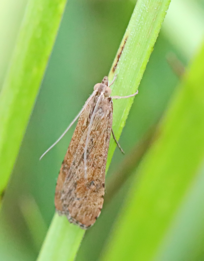 Nomophila noctuella