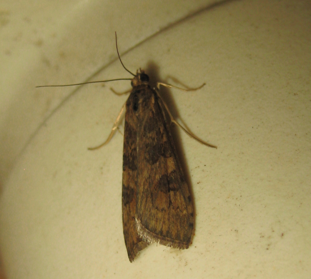 Nomophila noctuella- Wanderzünsler 