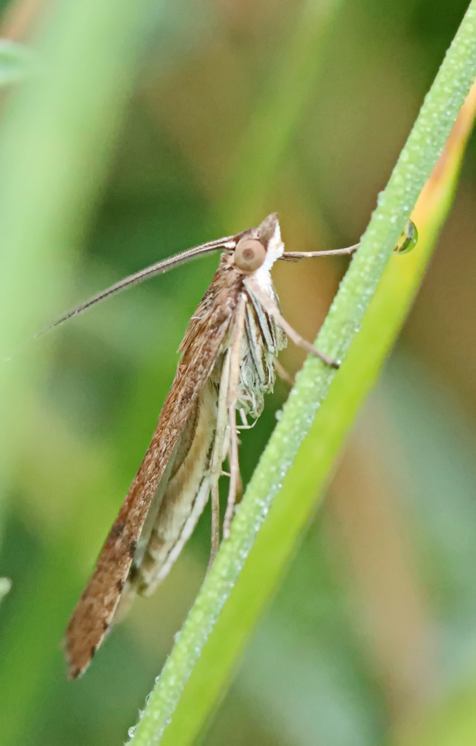 Nomophila noctuella,Wanderzünsler