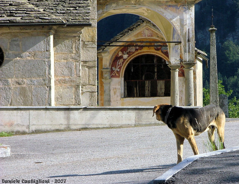 Non c'è un cane!