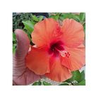 ...NOn ci sta in una mano!