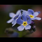 Non dimenticare la mia (Myosotis sylvatica)