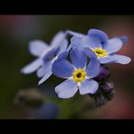 Non dimenticare la mia (Myosotis sylvatica)