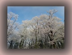 Non è primavera a Praga....questa è solo una intensa brinata