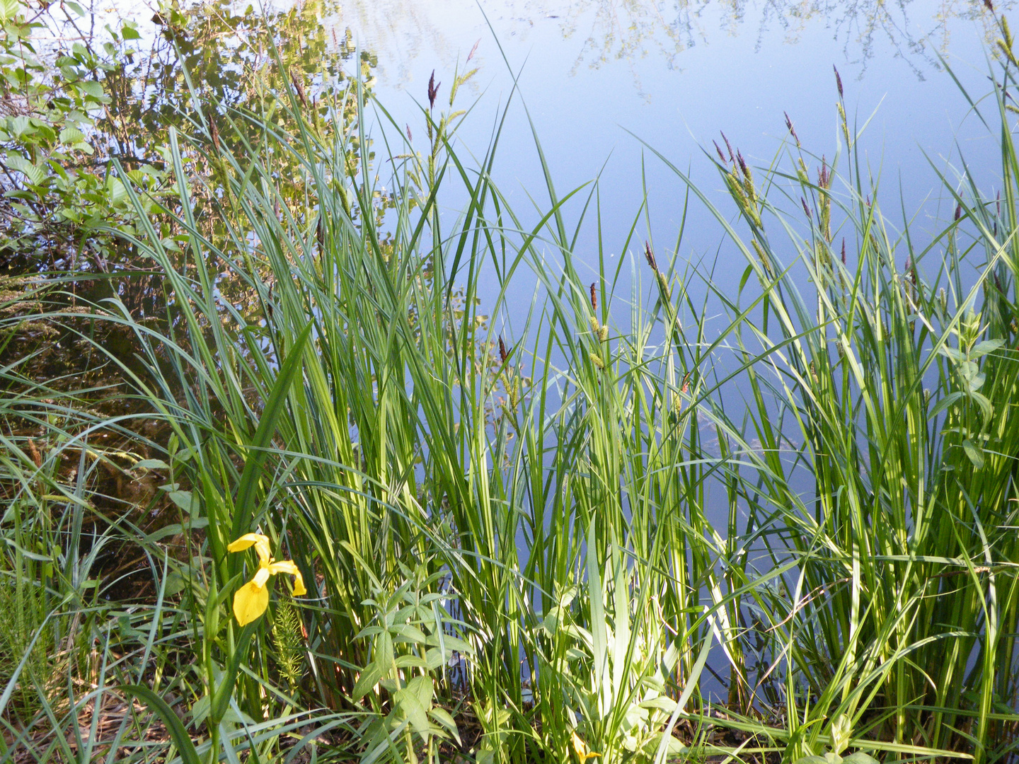 Non loin de Montélimar, des petits lacs où le printemps s'éveille