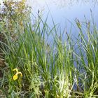 Non loin de Montélimar, des petits lacs où le printemps s'éveille