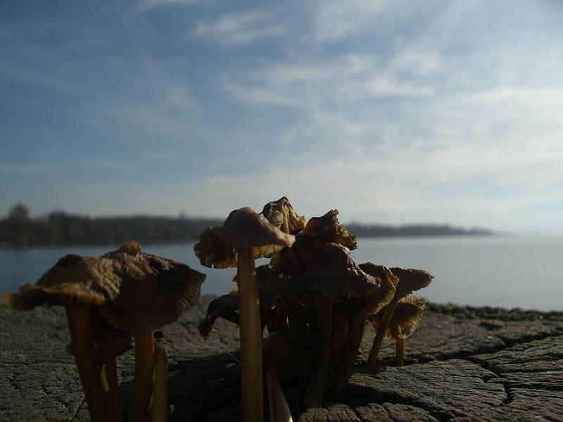 non-magic mushrooms. magic moments at the lake of chiem.