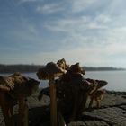 non-magic mushrooms. magic moments at the lake of chiem.