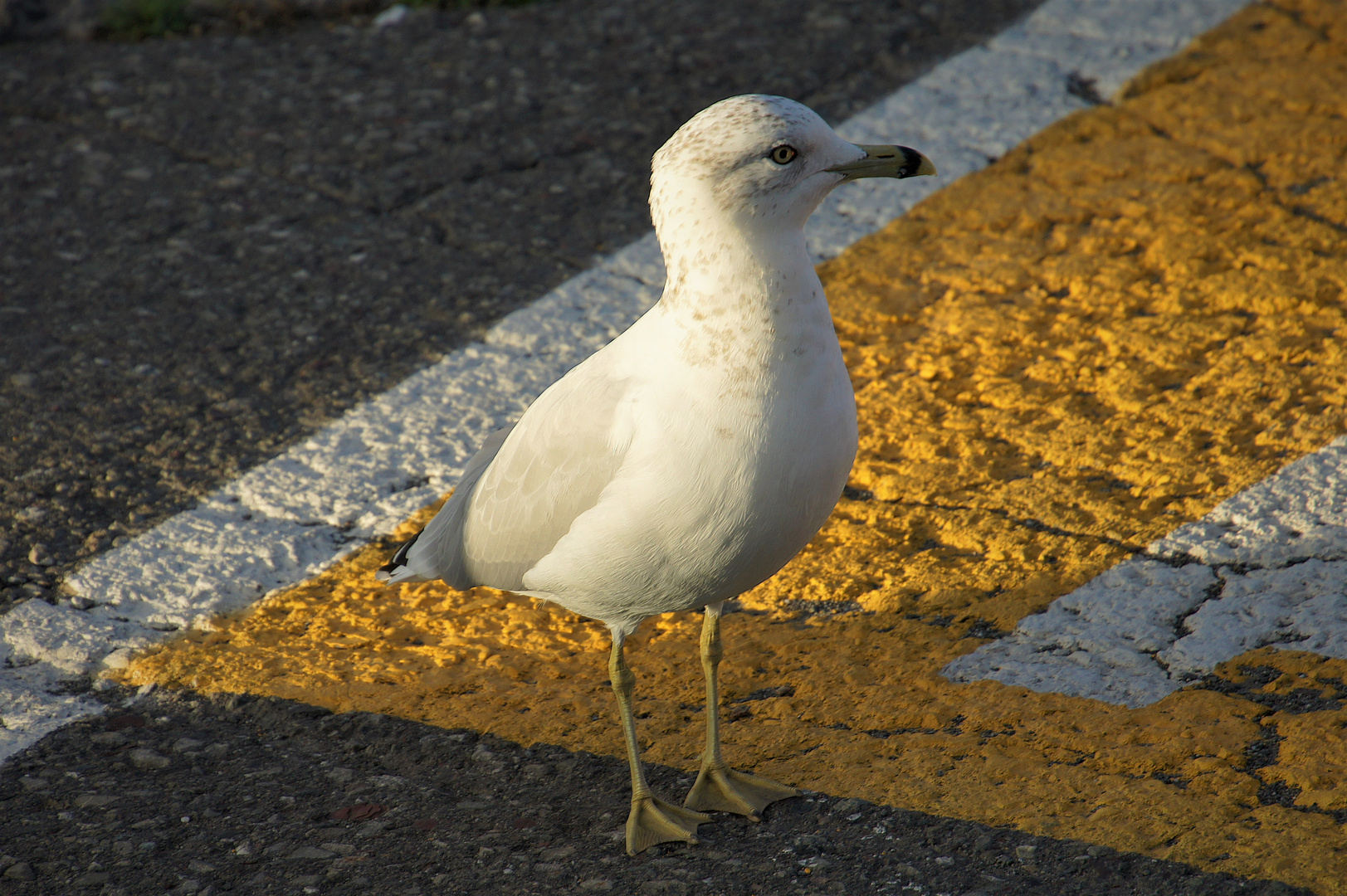 non non je ne passe pas la ligne jaune !!!!