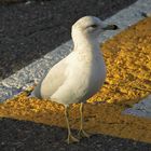 non non je ne passe pas la ligne jaune !!!!