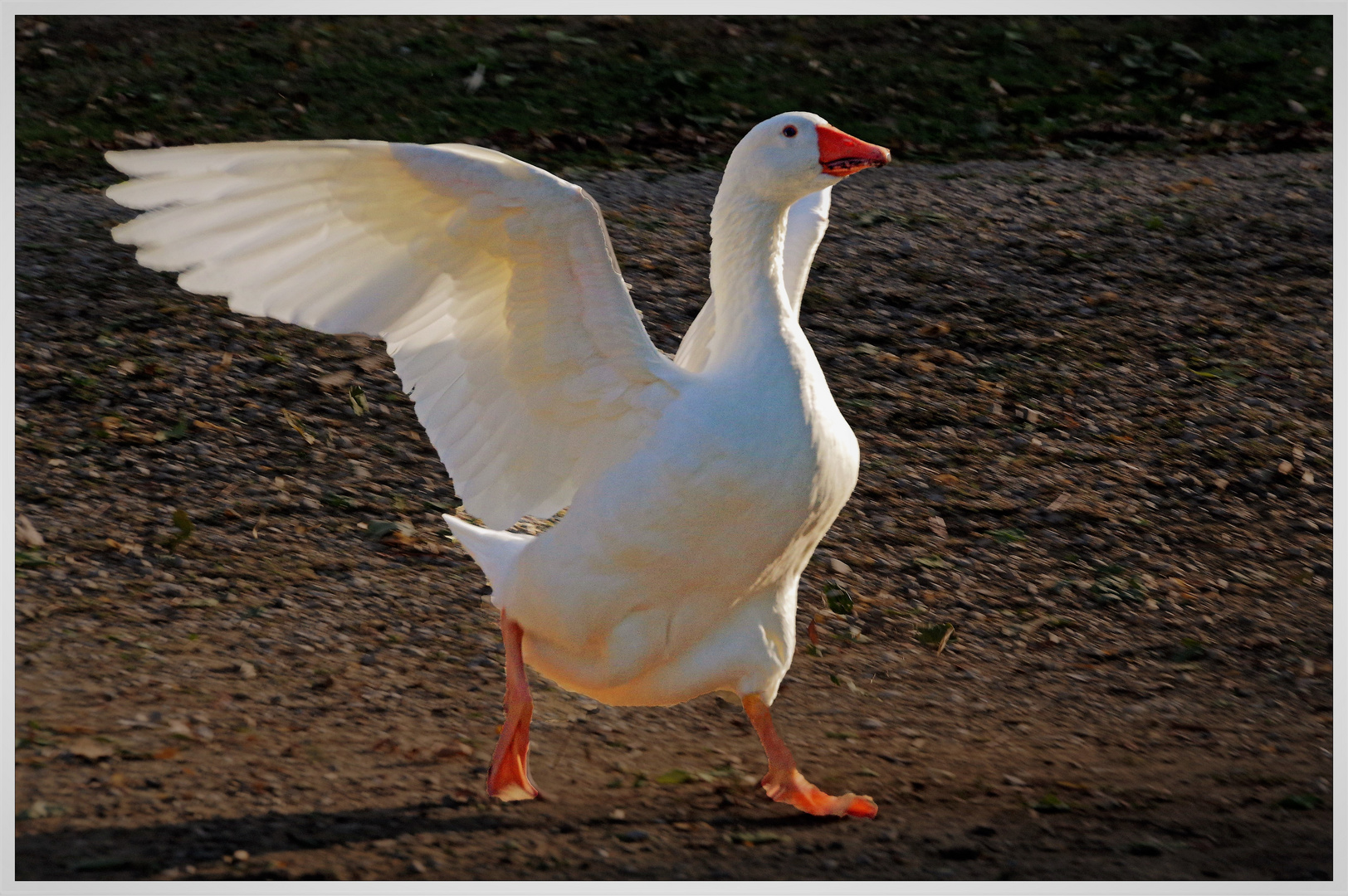 non riusciva a volare.....