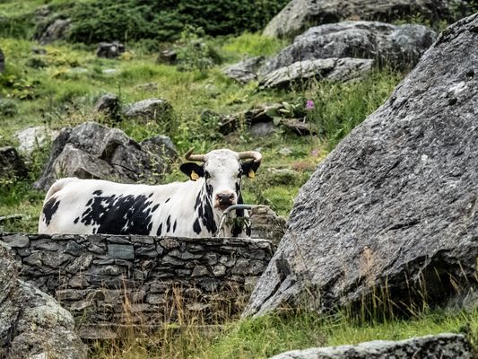 Non sempre la vita va presa per le corna