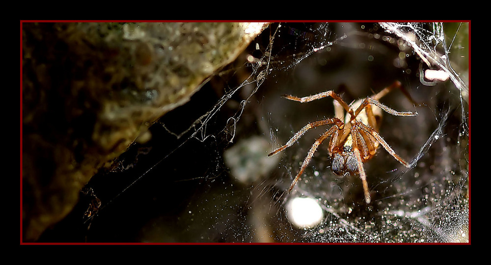 Non si cava un ragno dal buco...... Foto % Immagini| macro e close up,  macro di insetti, natura Foto su fotocommunity