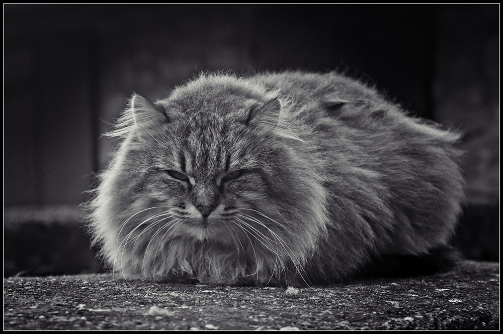 Non svegliare il gatto che dorme...