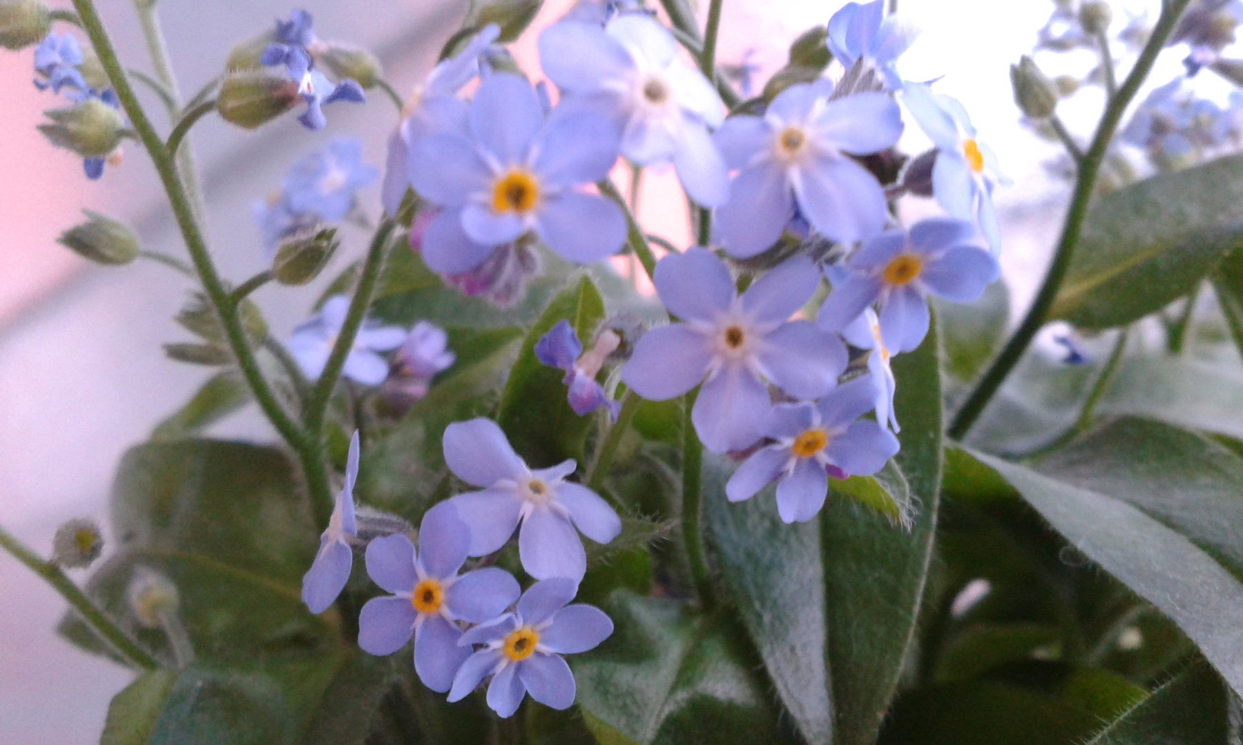 Non Ti Scordar Di Me Foto Immagini Piante Fiori E Funghi