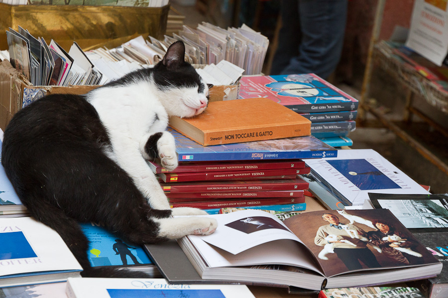 Non Toccare il Gatto - Berühren Sie nicht die Katze