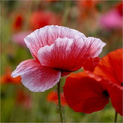 Non tutti i papaveri sono rossi.