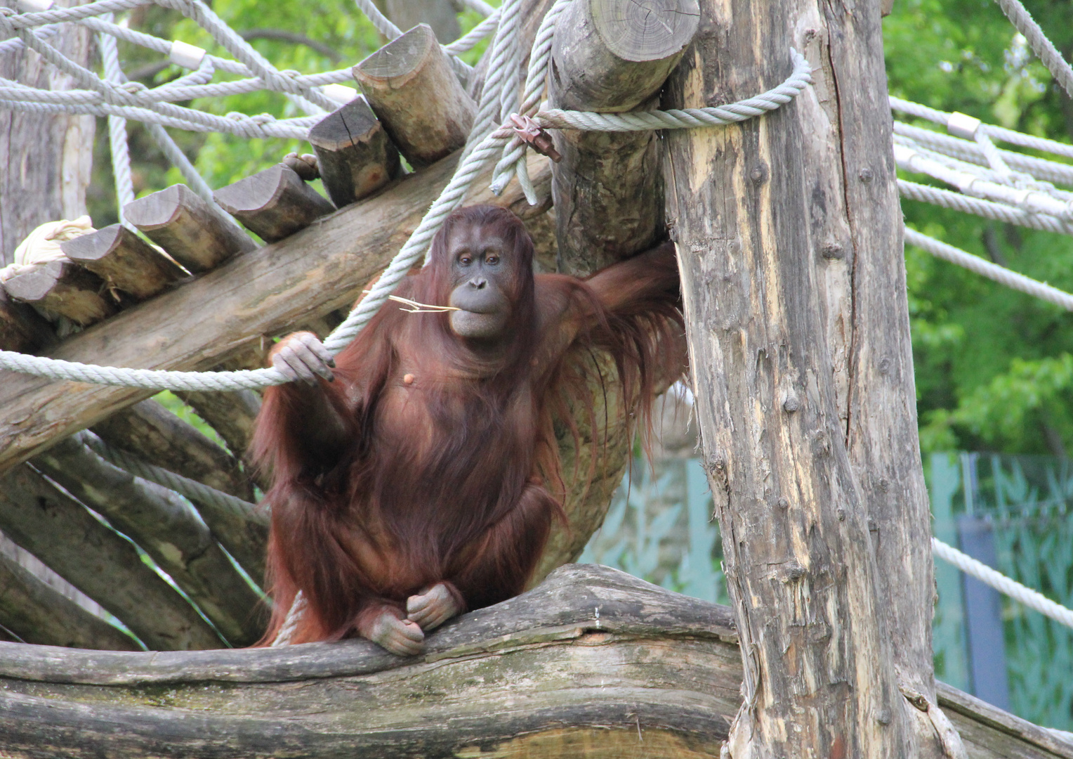 Nona Zoo Schönbrunn