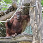 Nona Zoo Schönbrunn