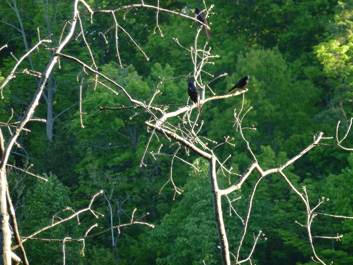 noname birds