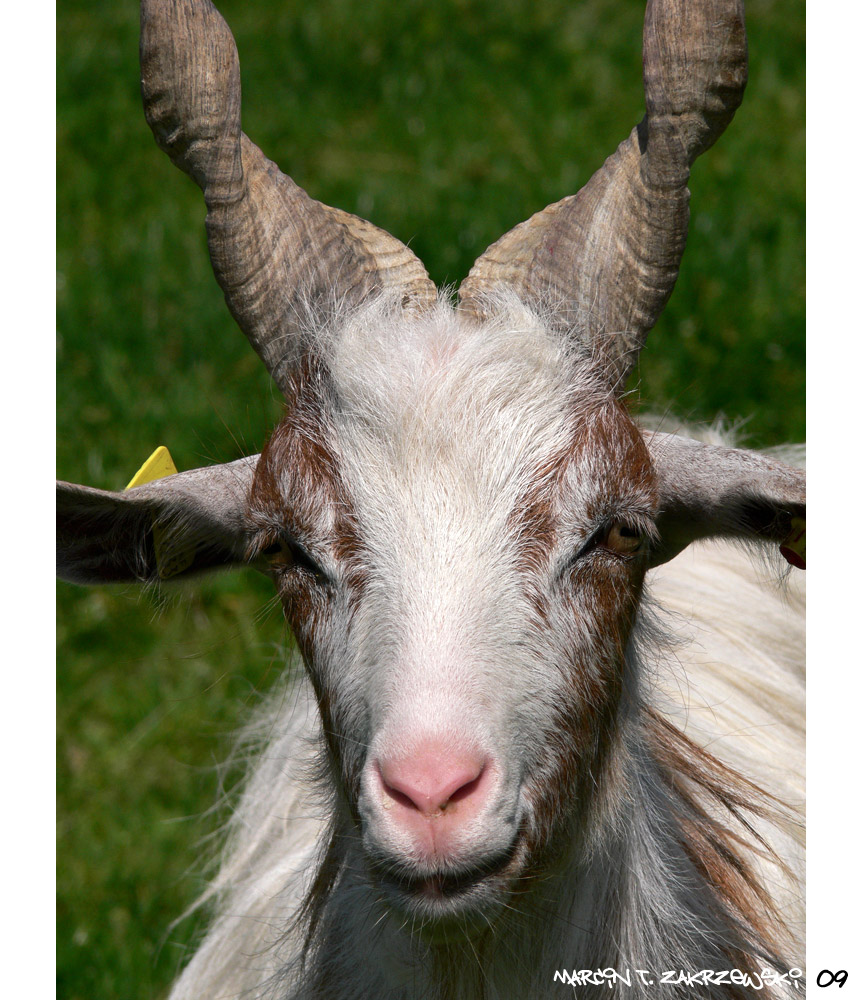 ....noname goat....