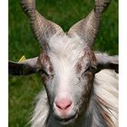 ....noname goat....