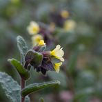 Nonea lutea.