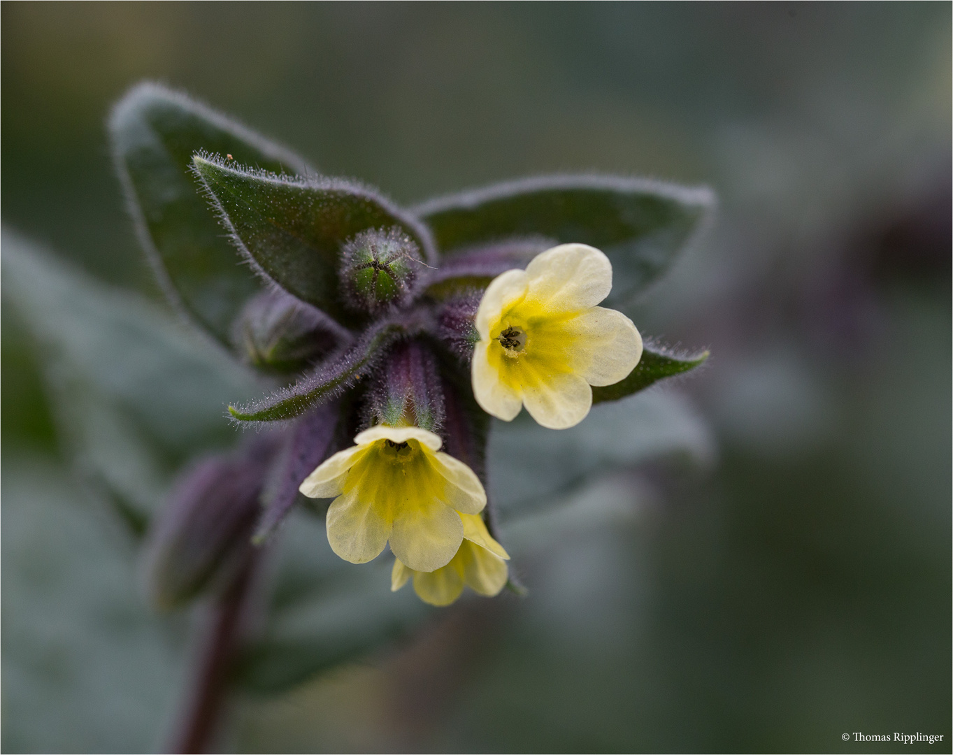 Nonea lutea..