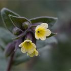 Nonea lutea..