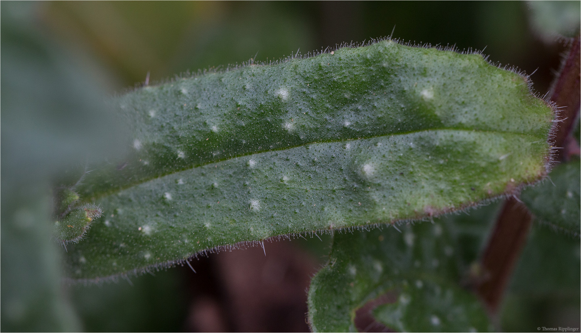 Nonea lutea