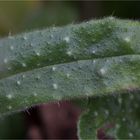 Nonea lutea