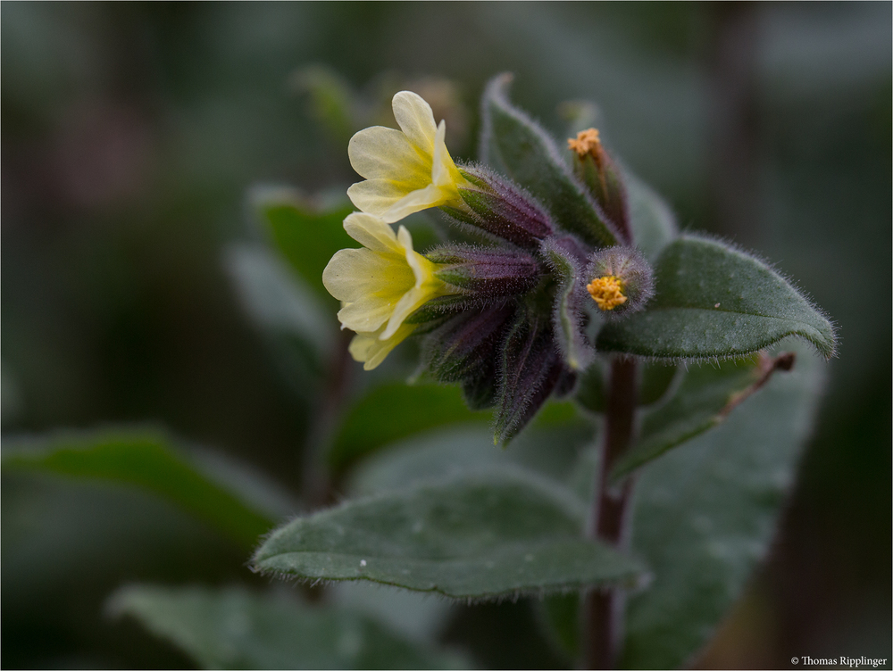 Nonea lutea....