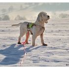 Nonna im Schnee